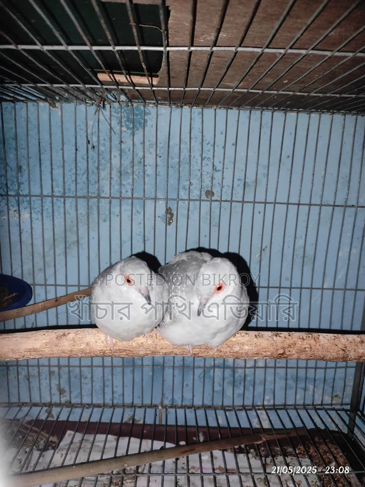 Diamond Dove ডায়মন্ড ডাব