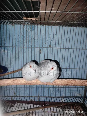 Diamond Dove ডায়মন্ড ডাব