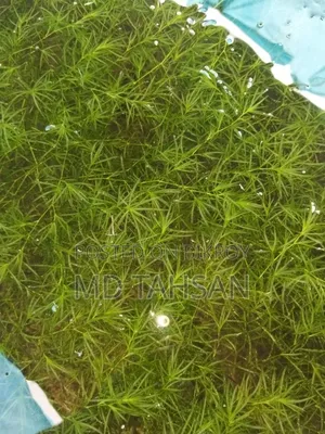 গাপ্পি গ্রাস