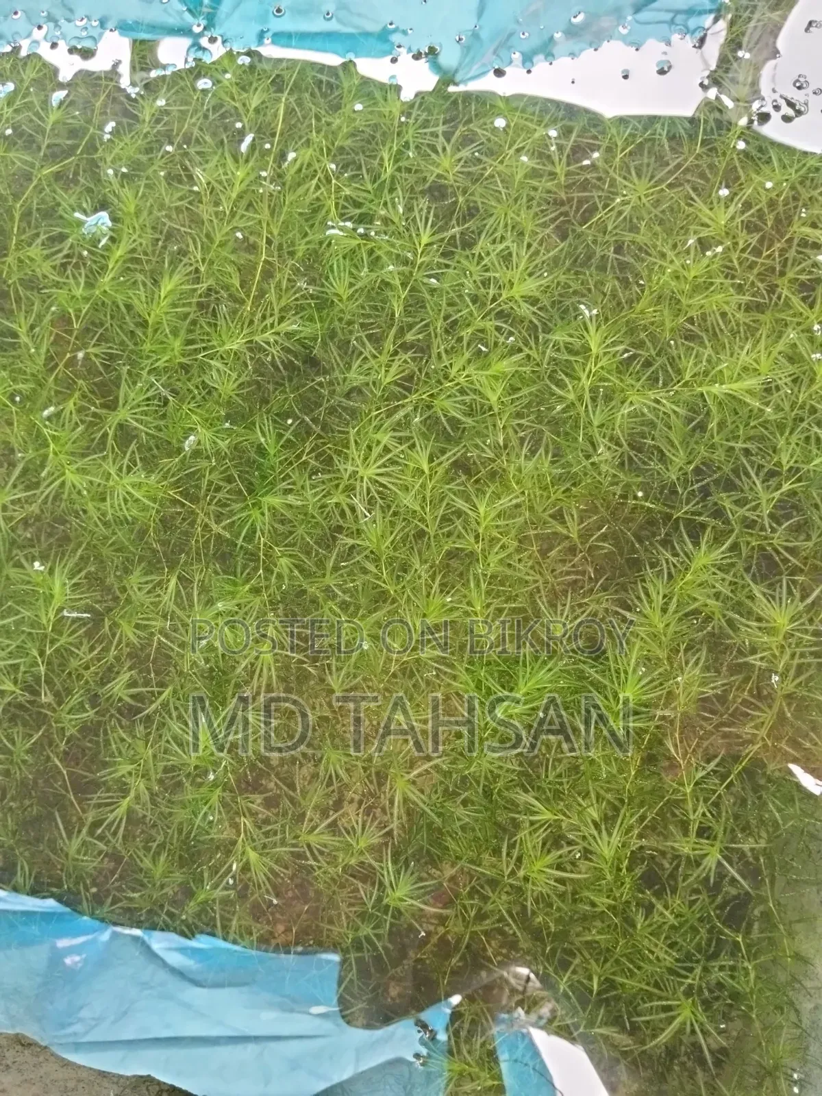গাপ্পি গ্রাস