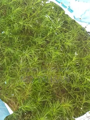 গাপ্পি গ্রাস