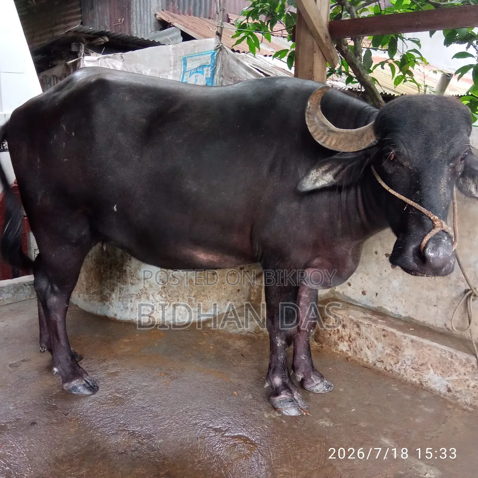 Murrah buffalo for sale