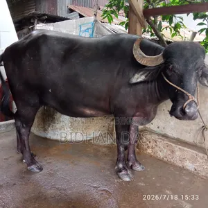 Murrah buffalo for sale