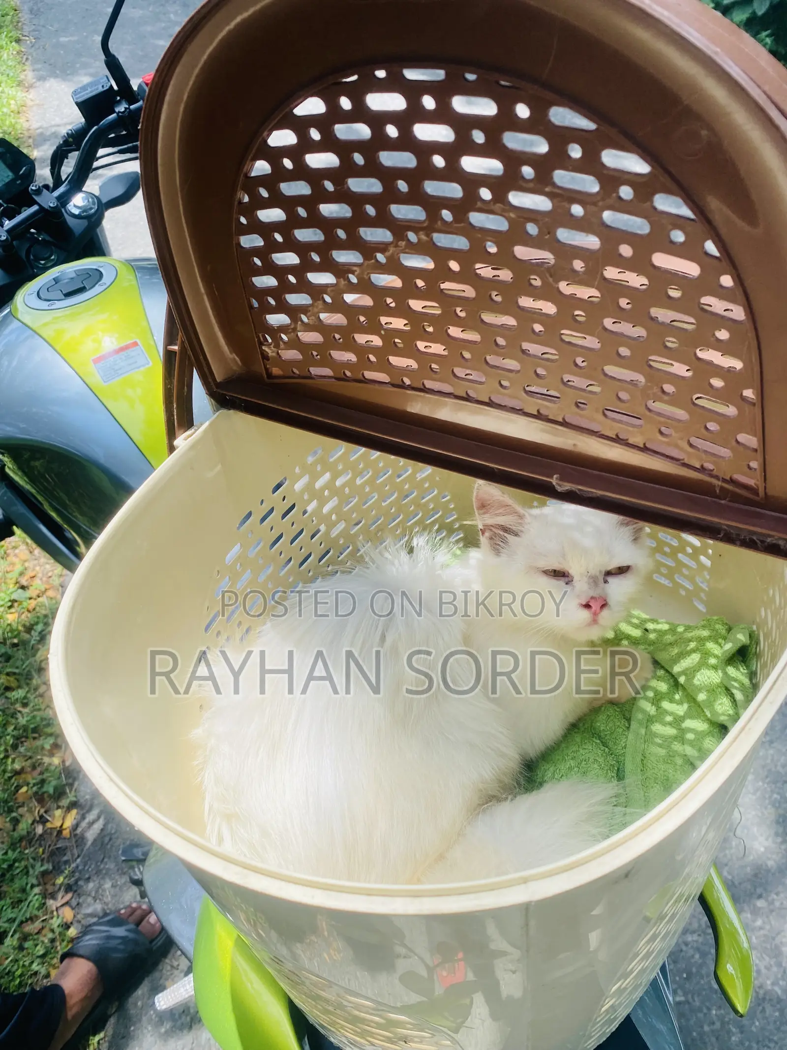 6-12 Months Male Purebred Persian