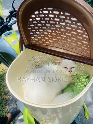 6-12 Months Male Purebred Persian
