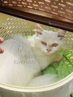 6-12 Months Male Purebred Persian
