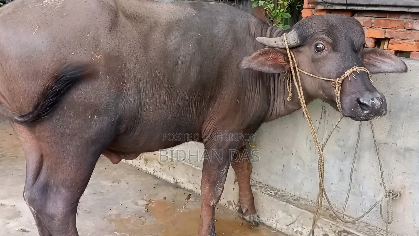 Murrah buffalo for sale