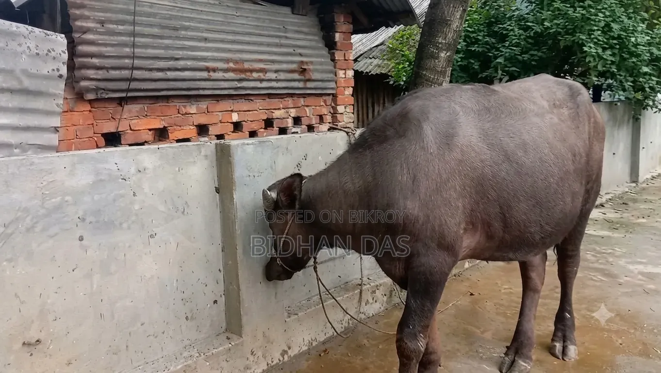 Murrah buffalo for sale