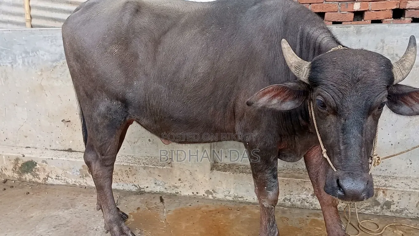 Murrah buffalo for sale