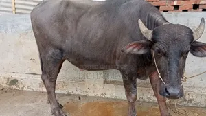 Murrah buffalo for sale