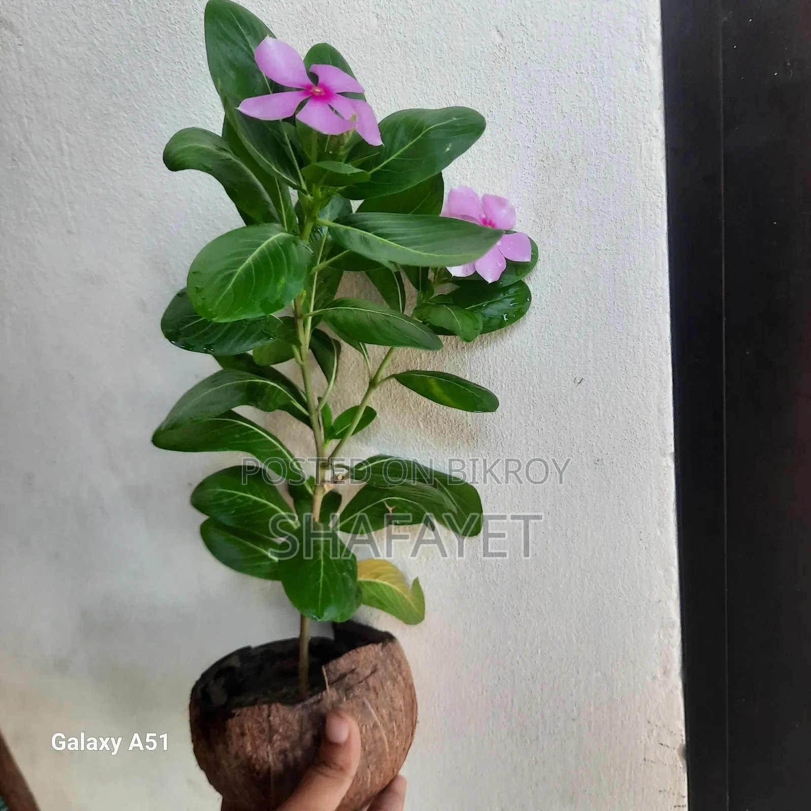 Noyontara Flower Plant Pink