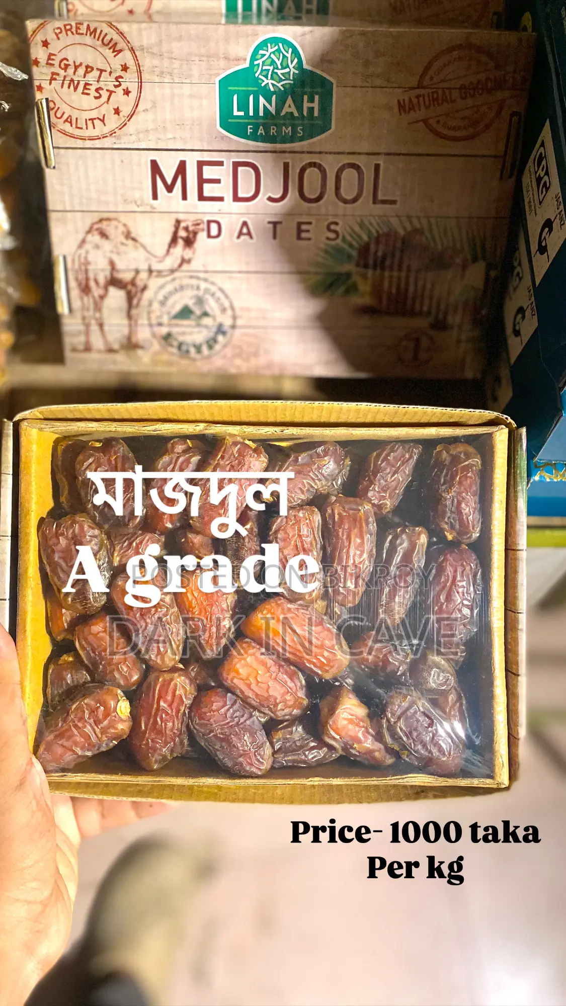 মাজদুল খেজুর