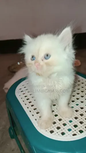 1-3 months Female Purebred Persian