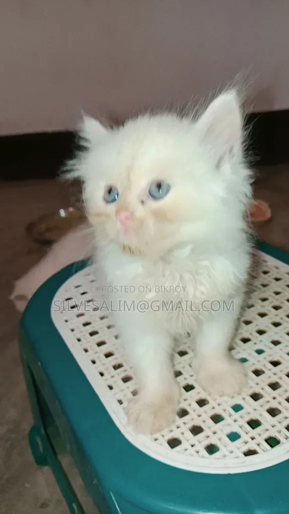 1-3 months Female Purebred Persian