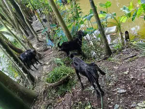 Four goats for sale, two does and two cross-bred bucks