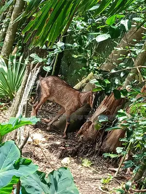 Four goats for sale, two does and two cross-bred bucks