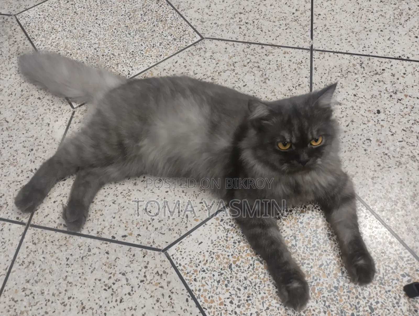 6-12 Months Male Purebred Persian