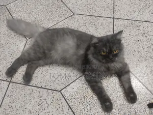 6-12 Months Male Purebred Persian