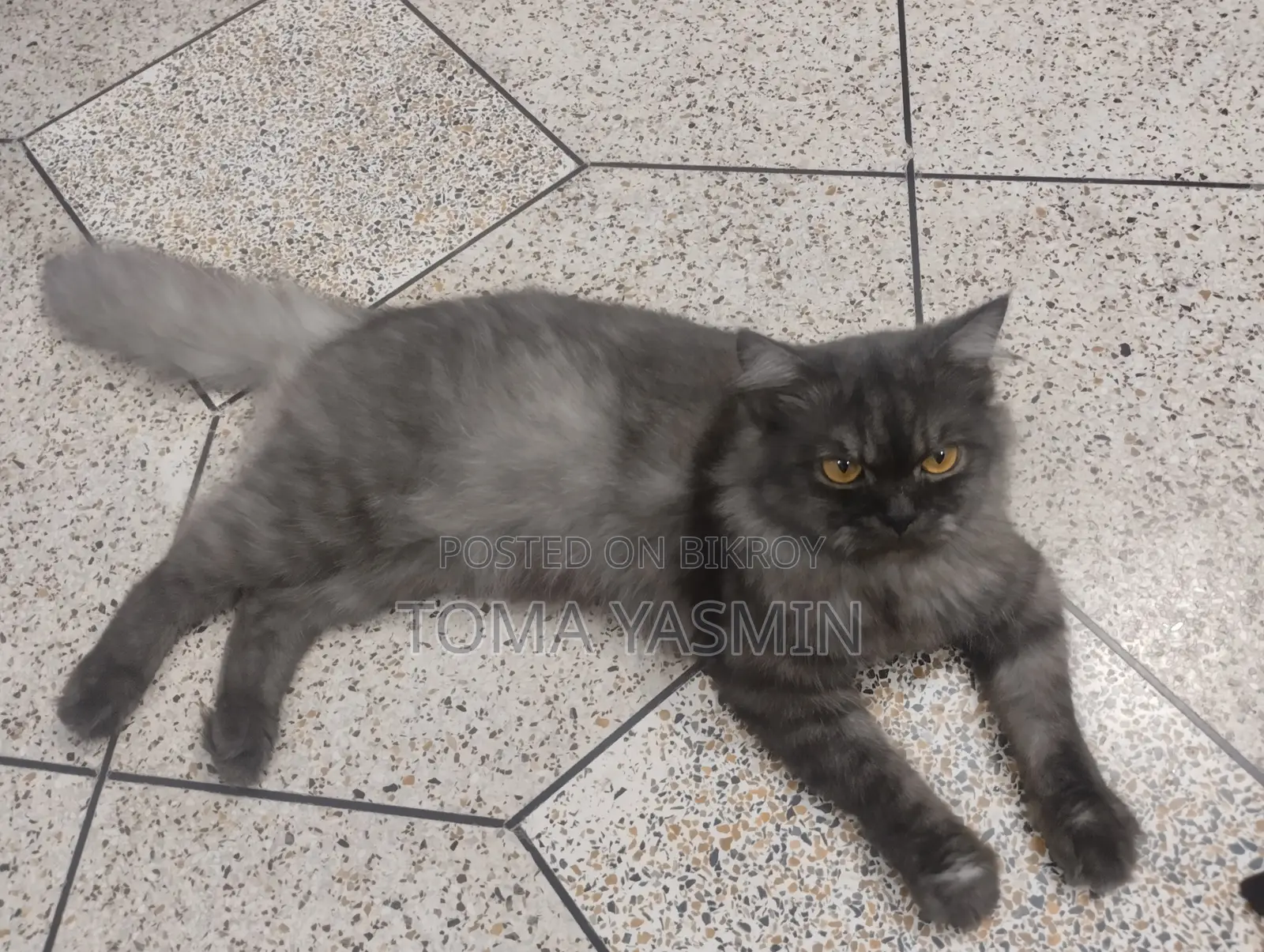 6-12 Months Male Purebred Persian