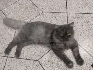 6-12 Months Male Purebred Persian