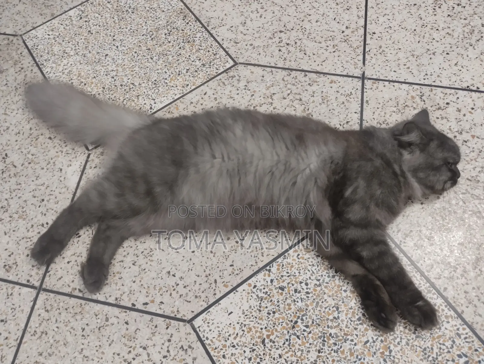6-12 Months Male Purebred Persian