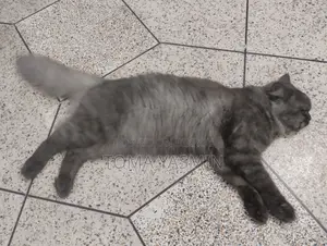 6-12 Months Male Purebred Persian