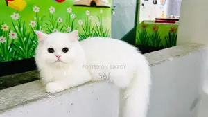 1-3 Months Female Purebred Persian