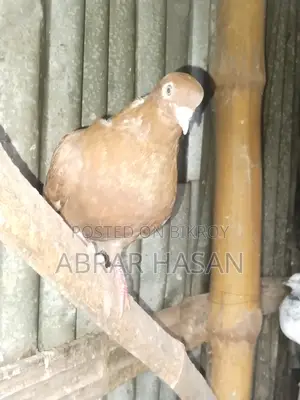 গিরিবাজ দেশি কিং কবুতর বিক্রয়।