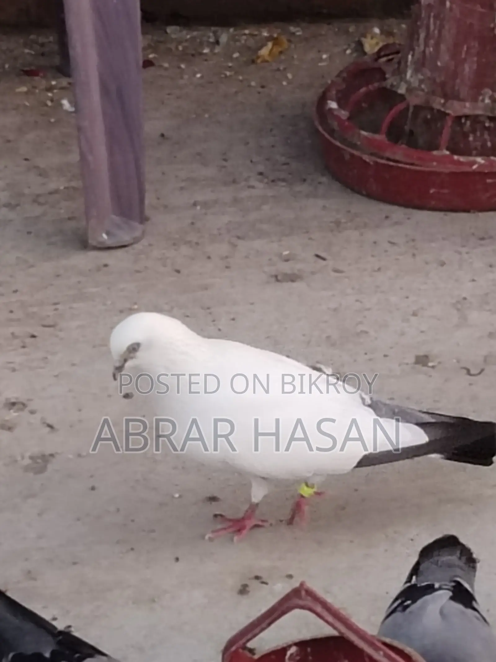 গিরিবাজ দেশি কিং কবুতর বিক্রয়।