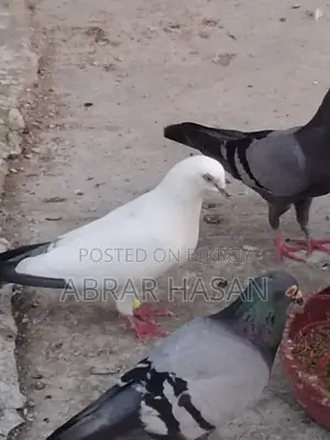 গিরিবাজ দেশি কিং কবুতর বিক্রয়।