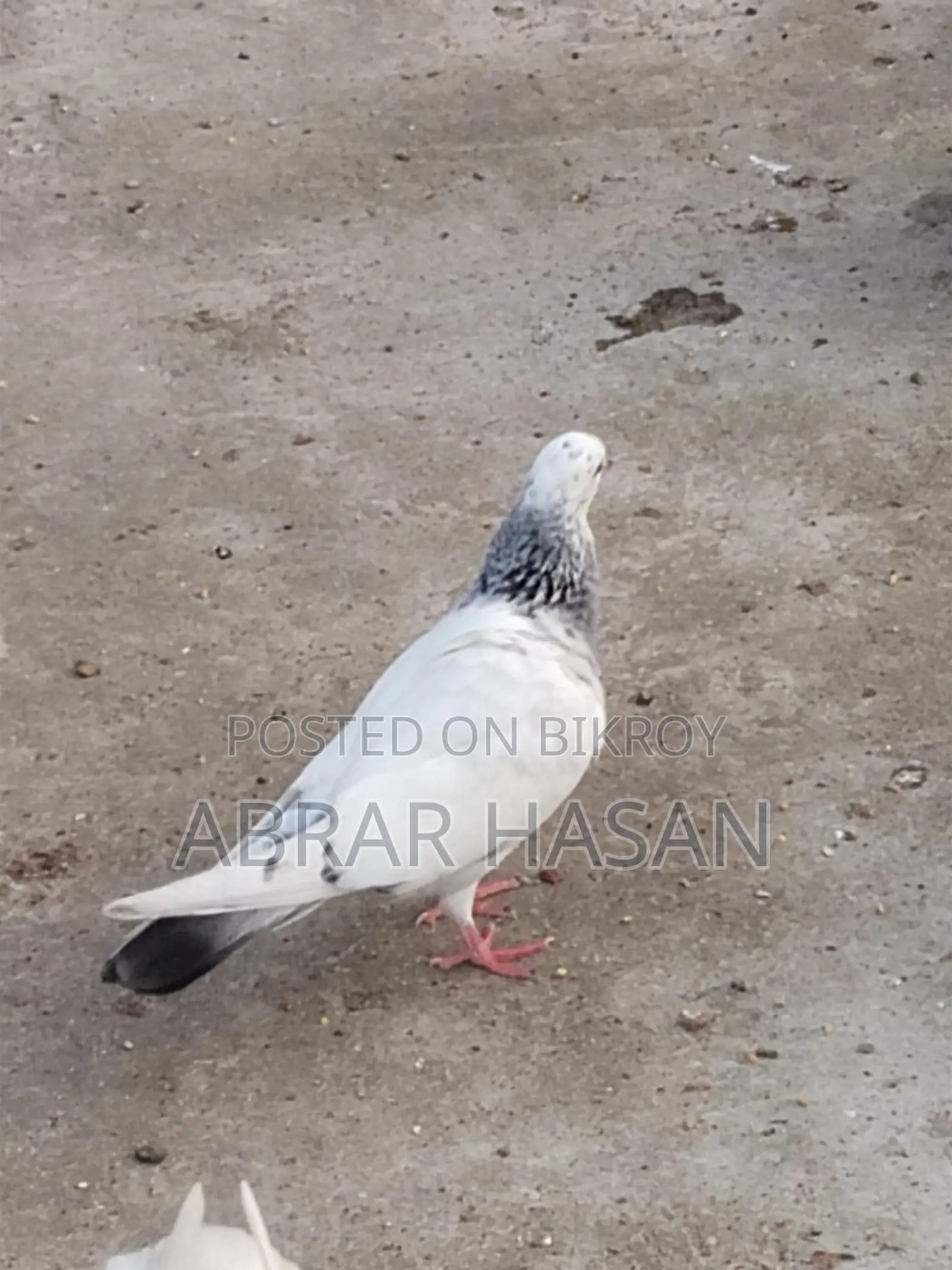 গিরিবাজ দেশি কিং কবুতর বিক্রয়।