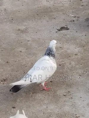 গিরিবাজ দেশি কিং কবুতর বিক্রয়।