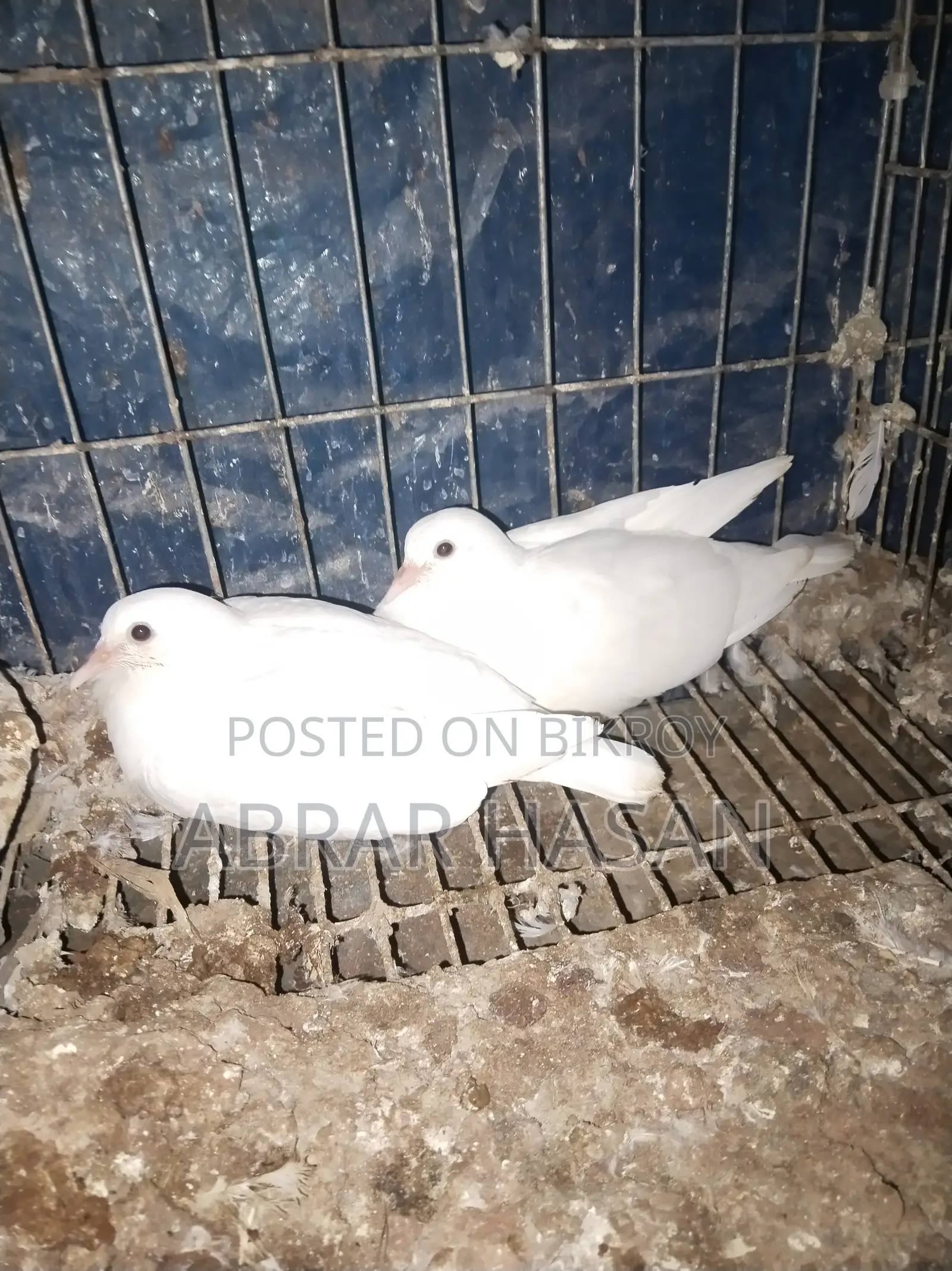 গিরিবাজ দেশি কিং কবুতর বিক্রয়।