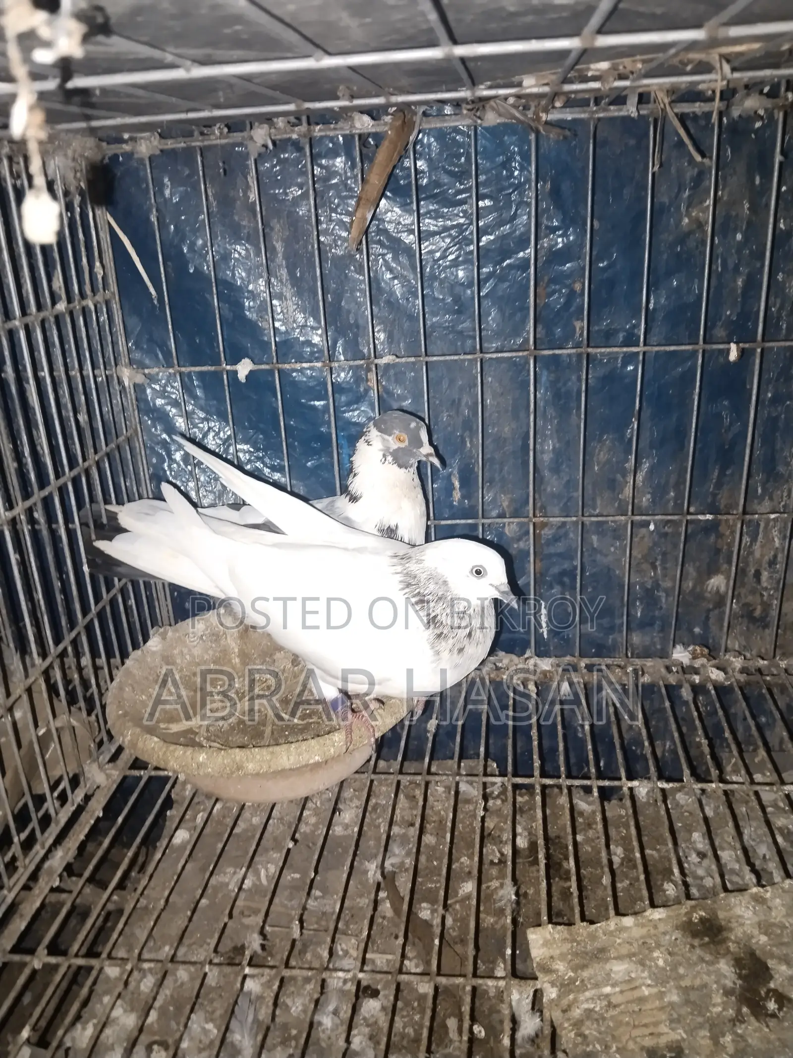 গিরিবাজ দেশি কিং কবুতর বিক্রয়।
