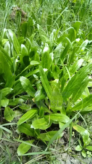 Fresh and Aromatic Culantro