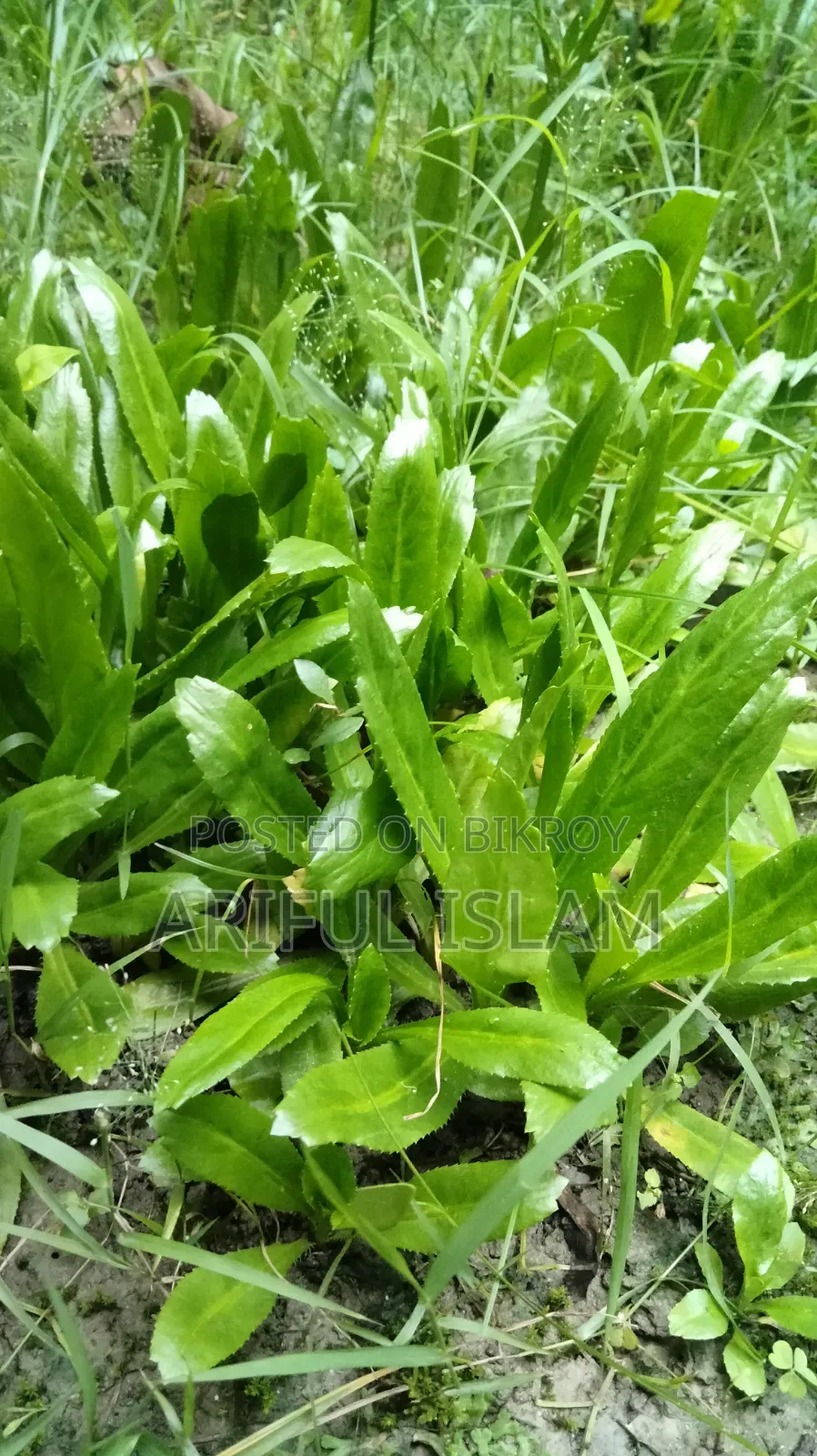 Fresh and Aromatic Culantro