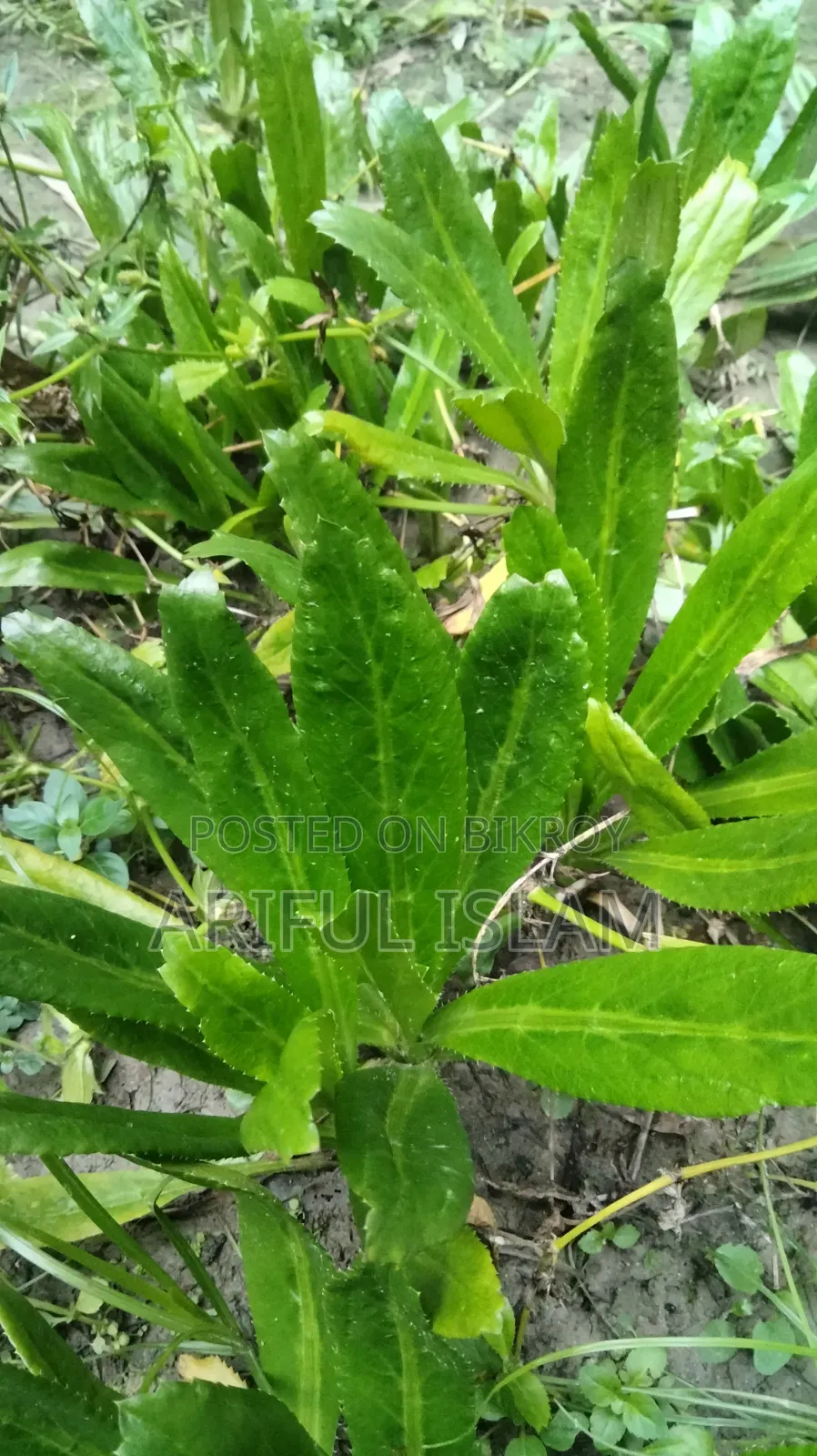 Fresh and Aromatic Culantro
