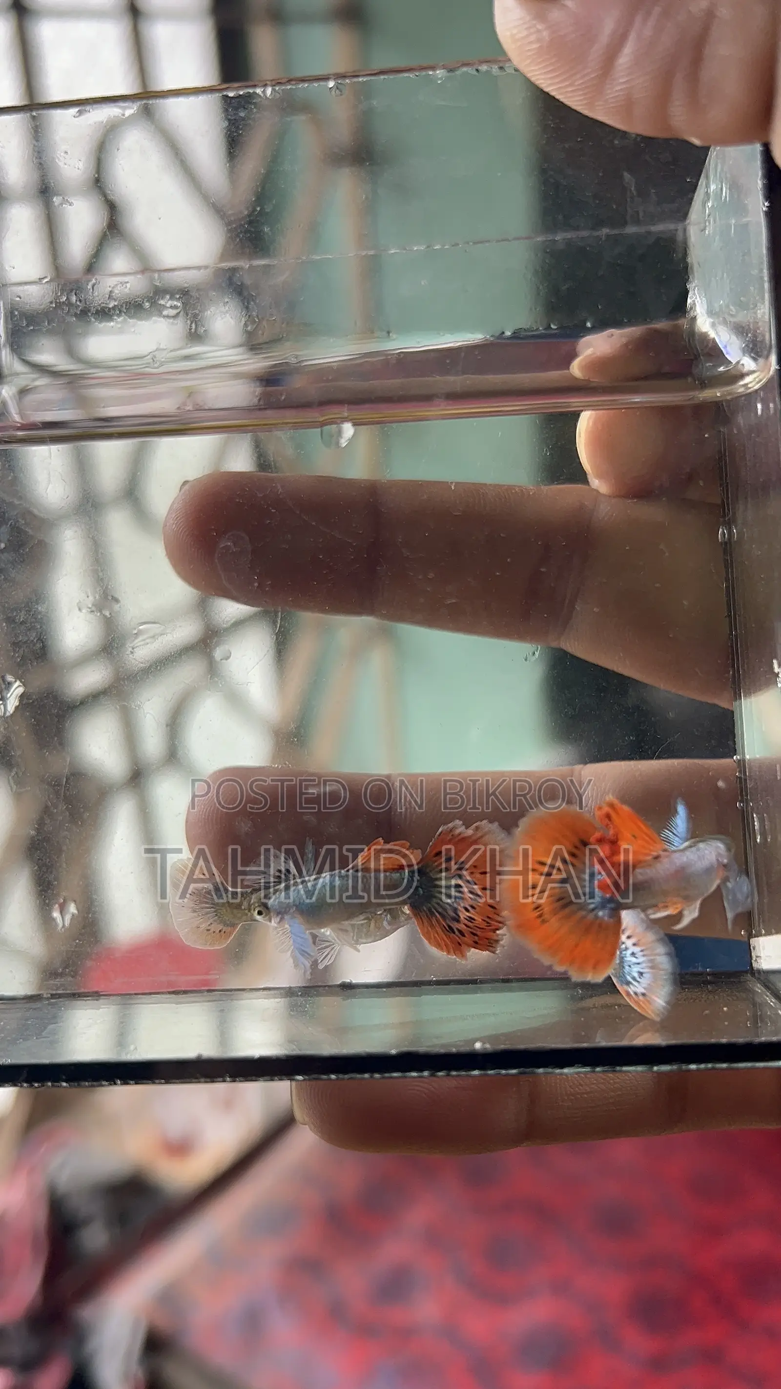 HM Dumbo Mosaic Guppy