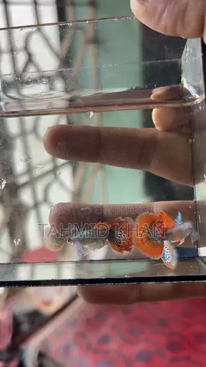 HM Dumbo Mosaic Guppy