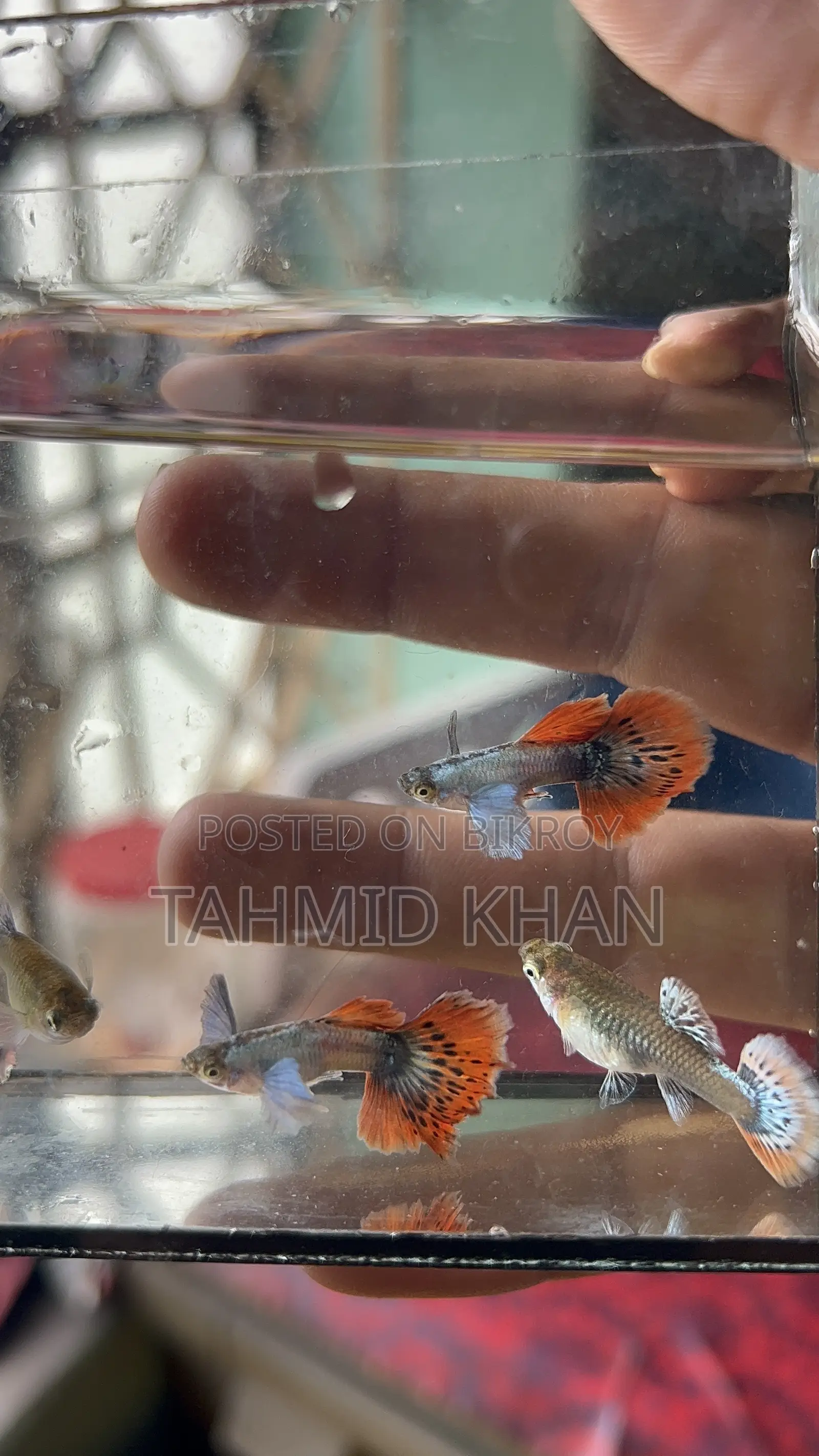 HM Dumbo Mosaic Guppy