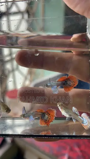 HM Dumbo Mosaic Guppy