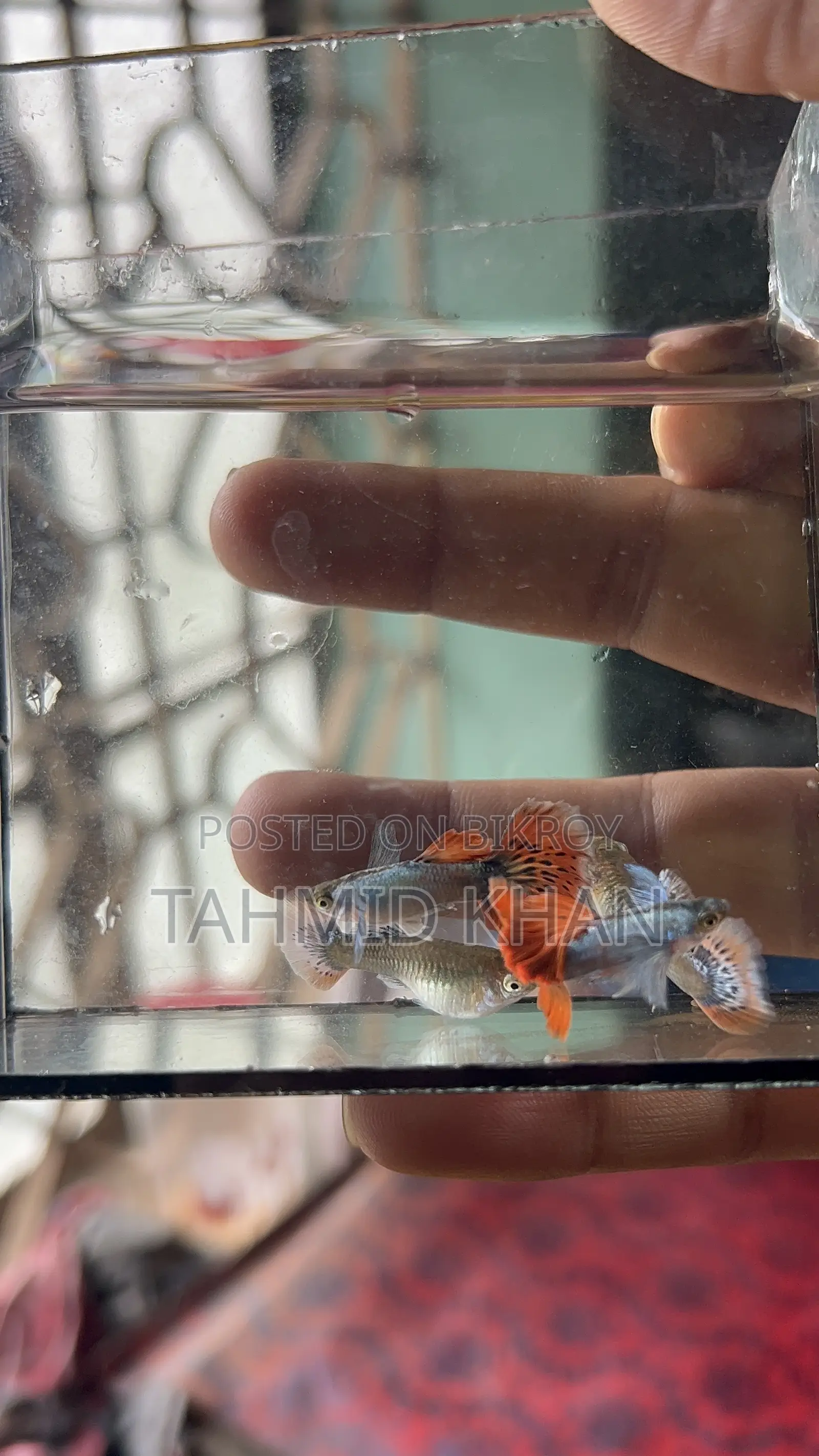 HM Dumbo Mosaic Guppy