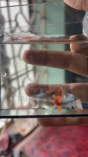 HM Dumbo Mosaic Guppy