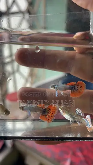 HM Dumbo Mosaic Guppy