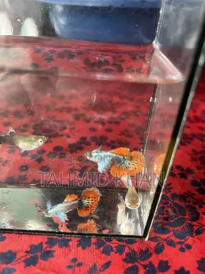 HM Dumbo Mosaic Guppy