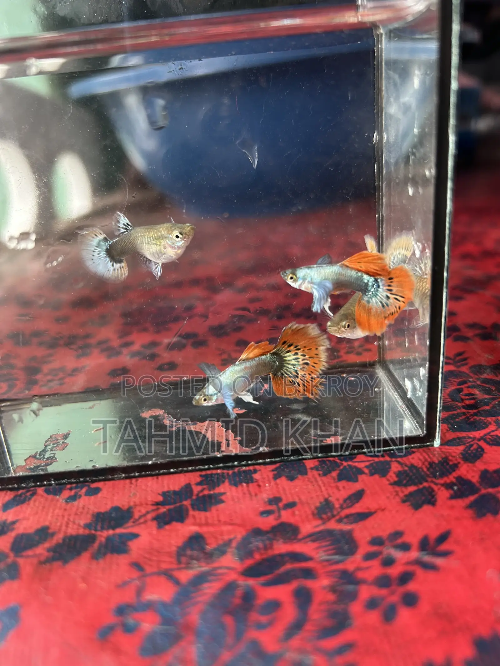 HM Dumbo Mosaic Guppy