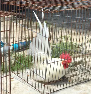 Running Japanese Bantam