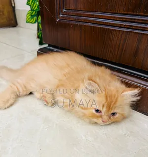 3-6 Months Female Purebred Persian