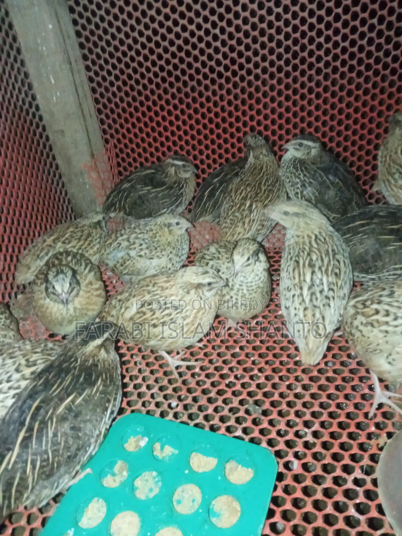 Japanese Quails