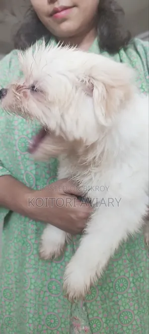 ১-৩ মাস বয়সী পুরুষ বিশুদ্ধ লাসা আপসো